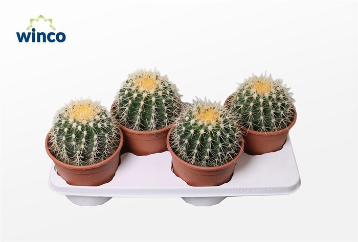 <h4>Echinocactus Grusonii</h4>