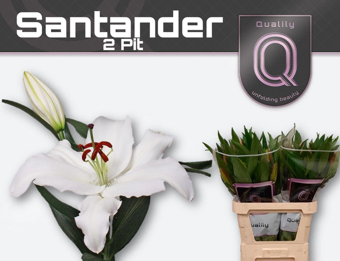 <h4>LI OR SANTANDER 2pit</h4>