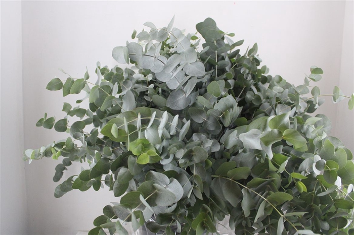 <h4>Euca Cinerea 400gr P Bunch</h4>