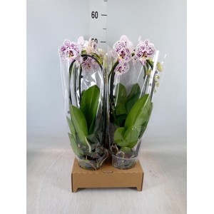 Phalaenopsis  'Elegant Cascade'