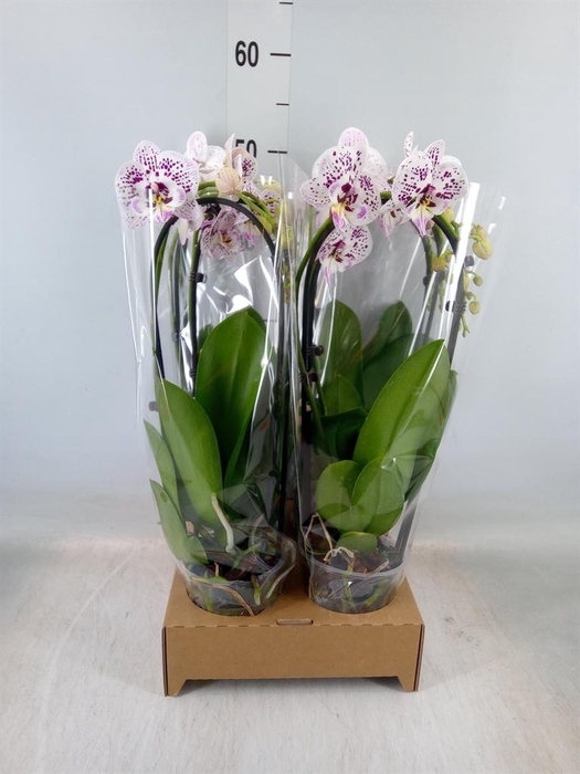 <h4>Phalaenopsis  'Elegant Cascade'</h4>