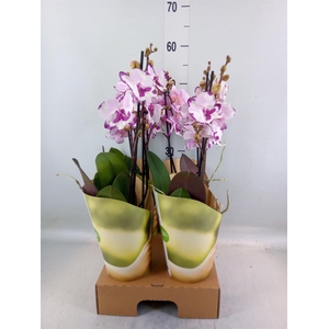 Phalaenopsis   ...rose
