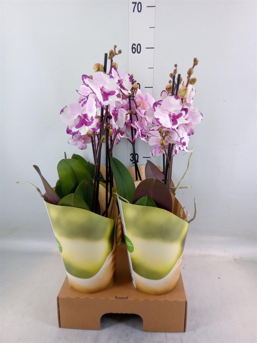 <h4>Phalaenopsis   ...rose</h4>