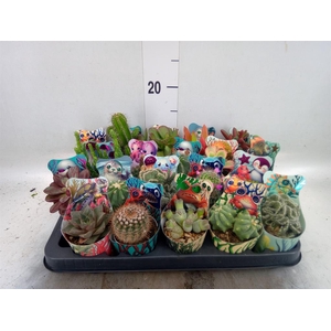 Cactus   ...mix