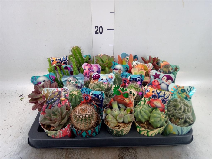 <h4>Cactus   ...mix</h4>