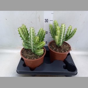 Euphorbia lactea