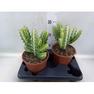 Euphorbia lactea