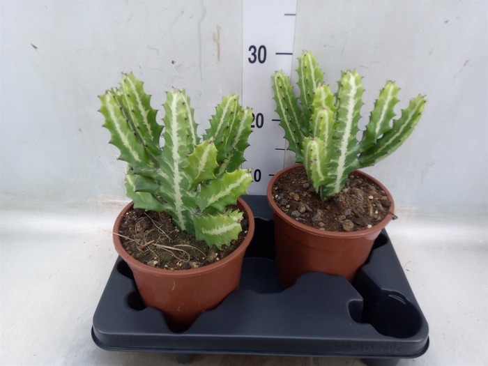 <h4>Euphorbia lactea</h4>