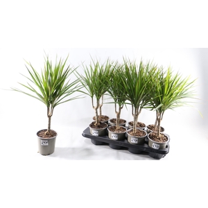 DRA MARGINATA