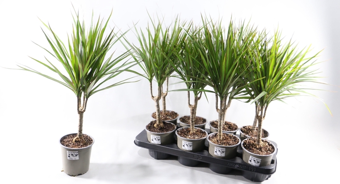 <h4>DRA MARGINATA</h4>