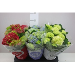 Hydrangea Gemengd 5-6 More Lips