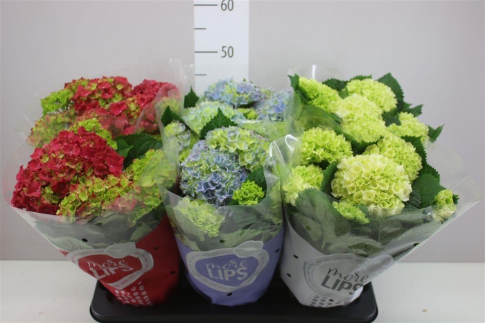 <h4>Hydrangea Gemengd 5-6 More Lips</h4>