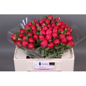 Paeonia Belgravia | Heavy Quality
