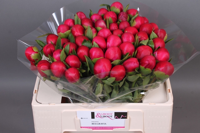 <h4>Paeonia Belgravia | Heavy Quality</h4>