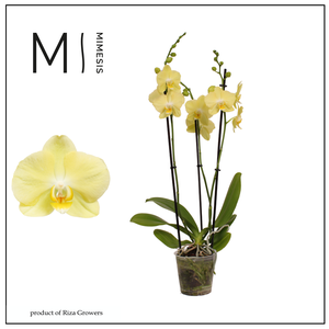 Phalaenopsis Mirage 3 spike – 12cm | Mimesis