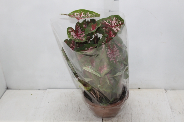 <h4>CALADIUM VARIADO C21</h4>