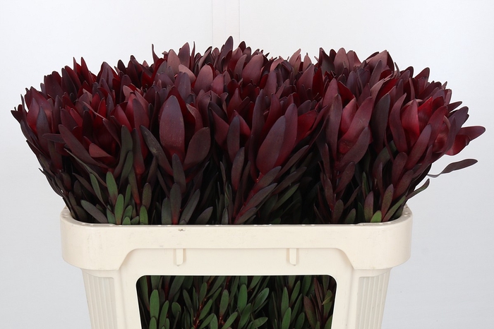 <h4>Leucadendron Saf Sunset Dark Red</h4>