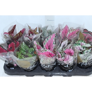 BEGONIA BELEAF P11 PO