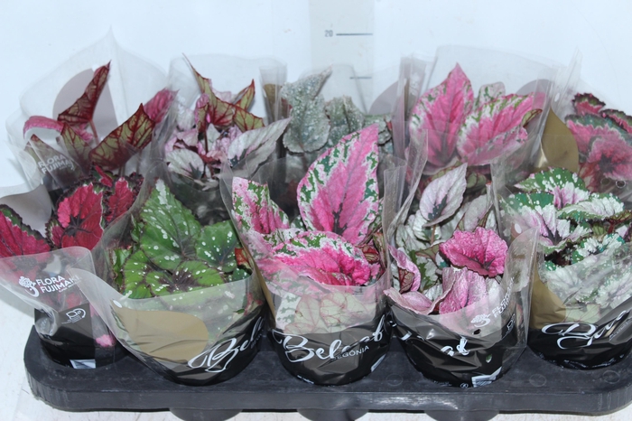<h4>BEGONIA BELEAF P11 PO</h4>