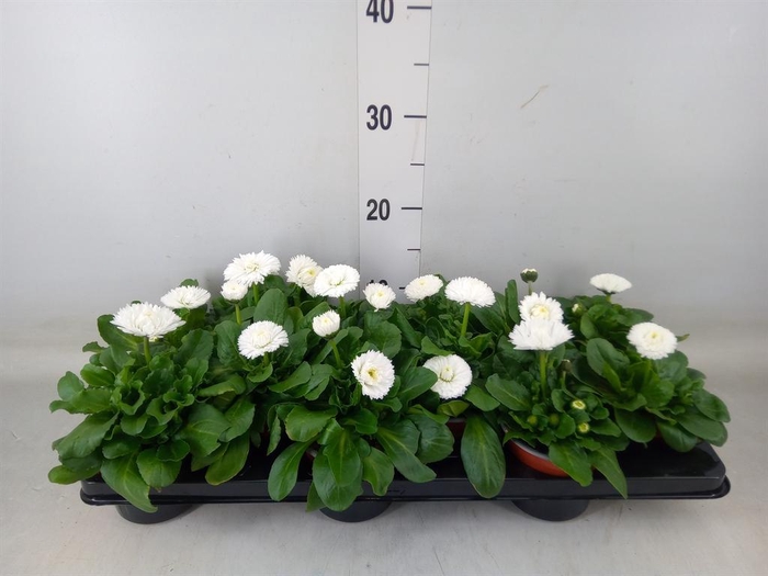 <h4>Bellis perennis 'Roggli White'</h4>