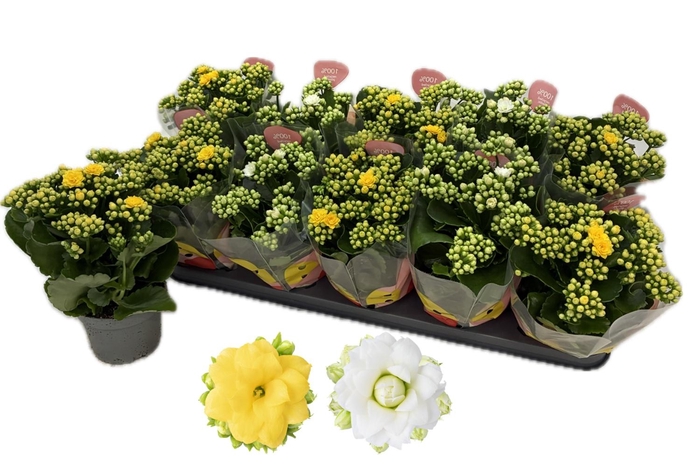 <h4>KAL GE GEM 2 KL</h4>