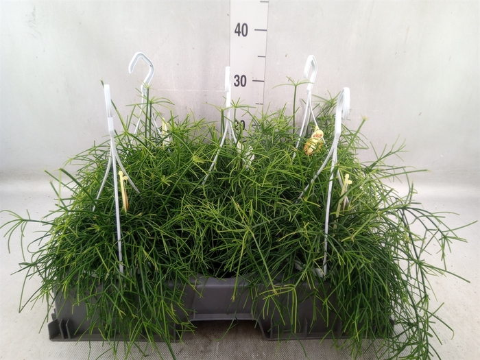 <h4>Rhipsalis cassutha</h4>