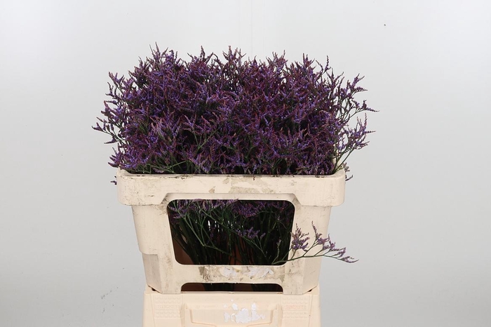 <h4>Lim Saf Dark Blue</h4>