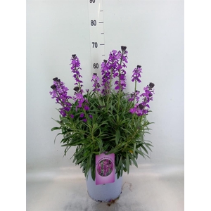 Erysimum  'Super Bowl Mauve'