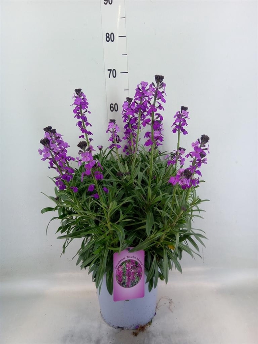 <h4>Erysimum 'Super Bowl Mauve'</h4>
