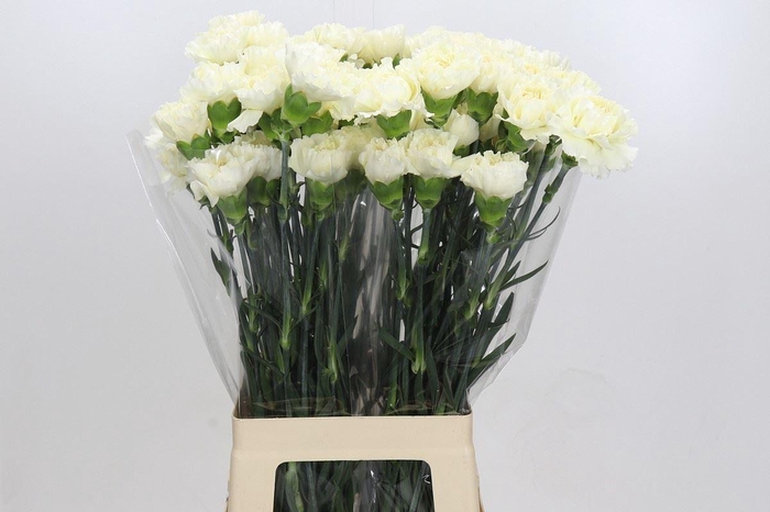 <h4>DI ST OVERIG DIANTHUS ST RODAS CREM</h4>