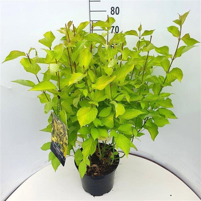 <h4>Cornus alba 'Aurea'</h4>