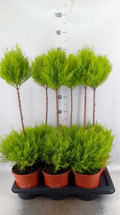 <h4>Cupressus macro. 'Goldcrest' .shape</h4>