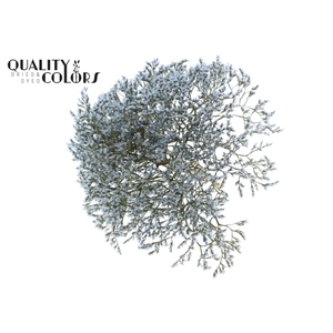 Limonium Tataricum per bunch Light Blue