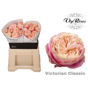 R GR VICTOR CLASSIC@