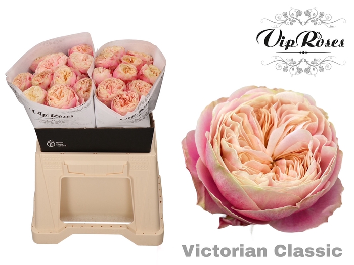 R GR VICTOR CLASSIC@