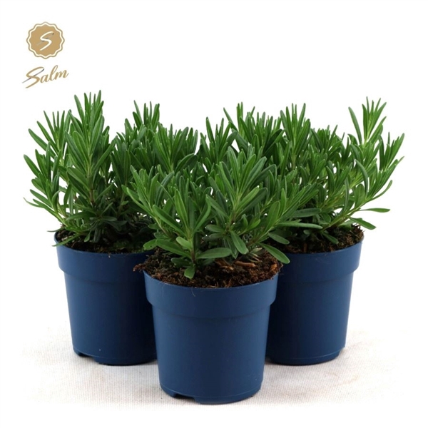 <h4>Lavandula ang. 'Felice'® Collection P10,5</h4>