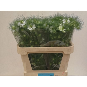Nigella D White Lady Bs