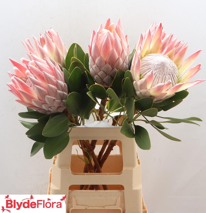 <h4>PROTEA CYNAROIDES</h4>
