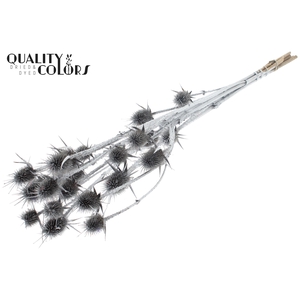 Cardi Distel Natural 5pc/bunch 70cm Silver