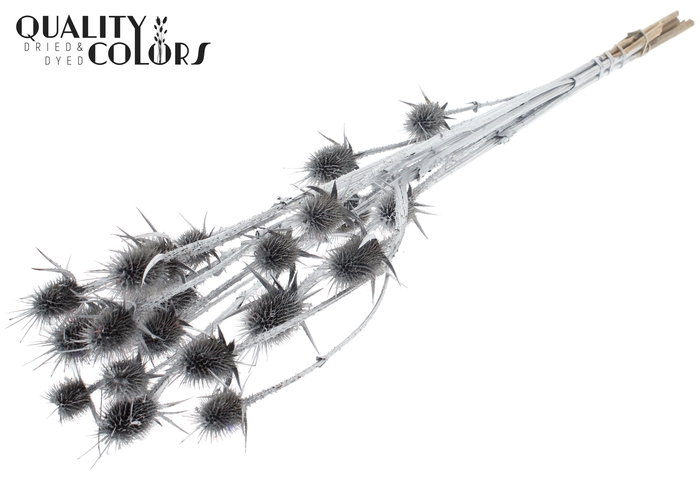 <h4>Cardi Distel Natural 5pc/bunch 70cm Silver</h4>