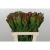 Leucadendron Goldstrike