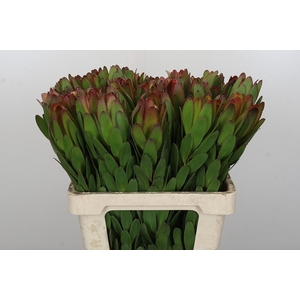 Leucadendron Goldstrike