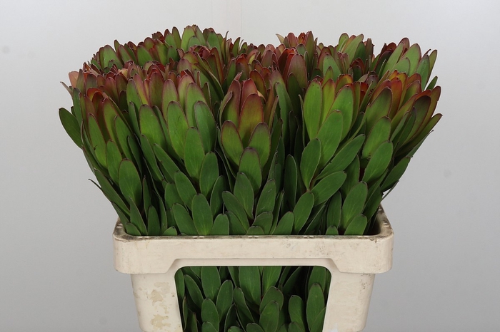 <h4>Leucadendron Goldstrike</h4>