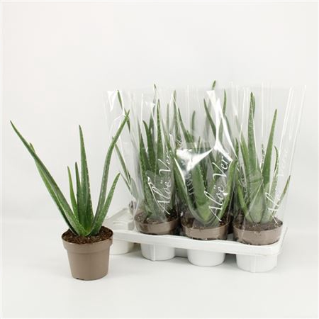 <h4>Aloë Vera 14cm In Hoes</h4>