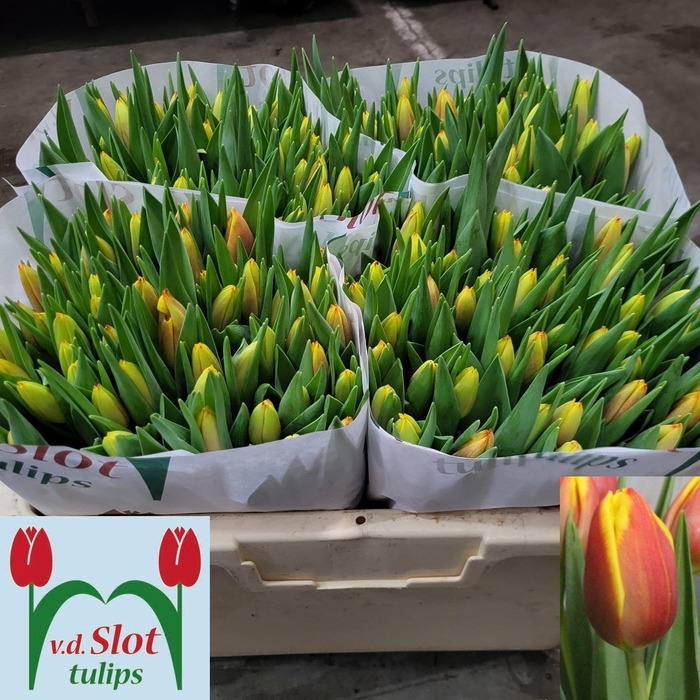 <h4>TU EN DOW JONES</h4>