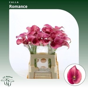 Calla Romance