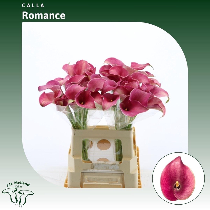 <h4>Calla Romance | Dubbelbloemig</h4>