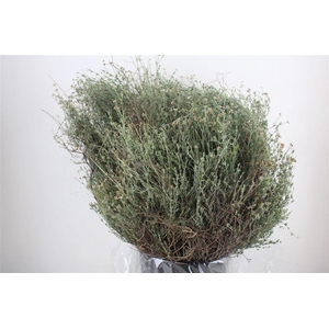 Thym Falso 250gr P Bunch