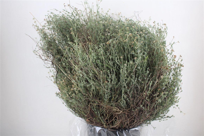 <h4>Thym Falso 250gr P Bunch</h4>