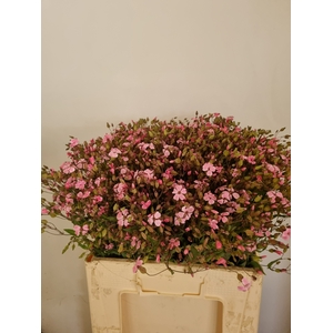SAPONARIA OV